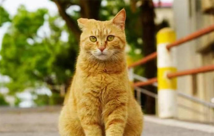 學(xué)生對校園流浪貓的態(tài)度與行為研究