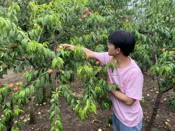 大學(xué)生下鄉(xiāng)助農(nóng)，桃香四溢暖人心