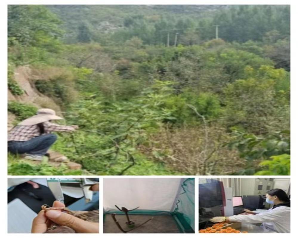 河南師范大學(xué)生命科學(xué)學(xué)院“挑戰(zhàn)杯”項(xiàng)目之重金屬污染環(huán)境中樹(shù)麻雀行為